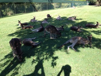 Kangaroos (Australia Zoo)