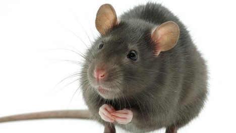 Air India Flight Grounded After Rats Discovered Aboard Plane